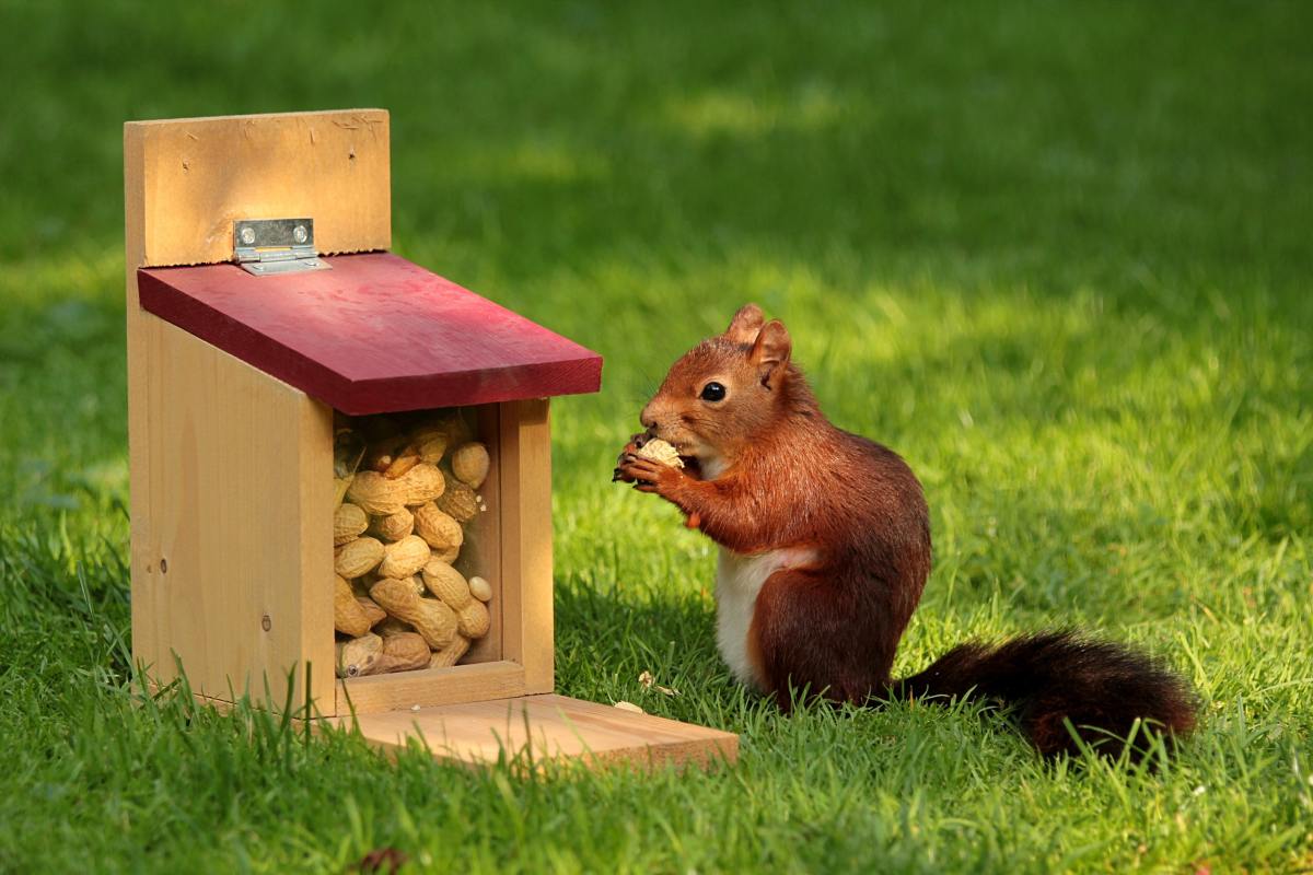 Well, this squirrel should obviously be named Peanut.