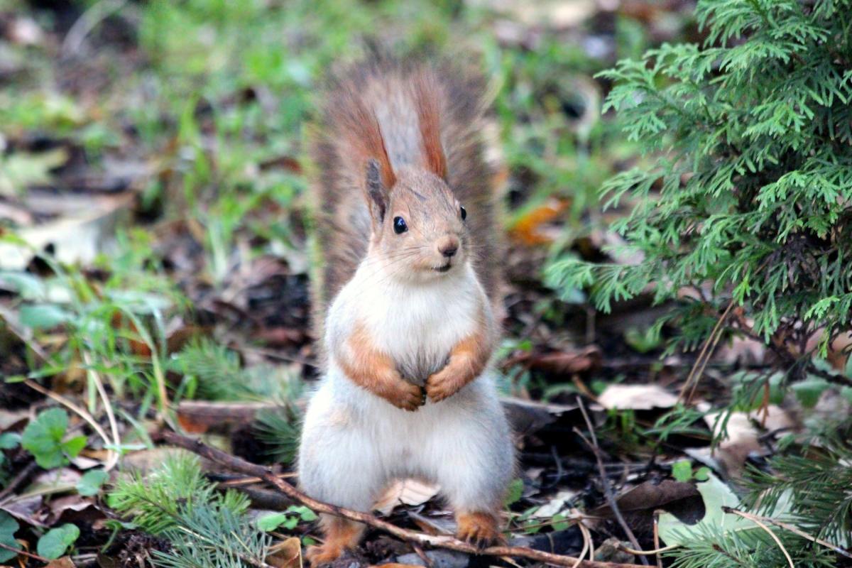 Each squirrel you meet will have a unique personality. What would you name this curious little creature? Maybe Holmes?