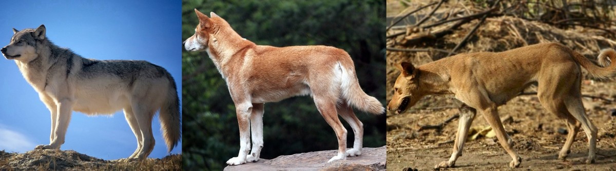 The Grey Wolf, Dingo and Indian Pariah Dog displaying the natural canine form.