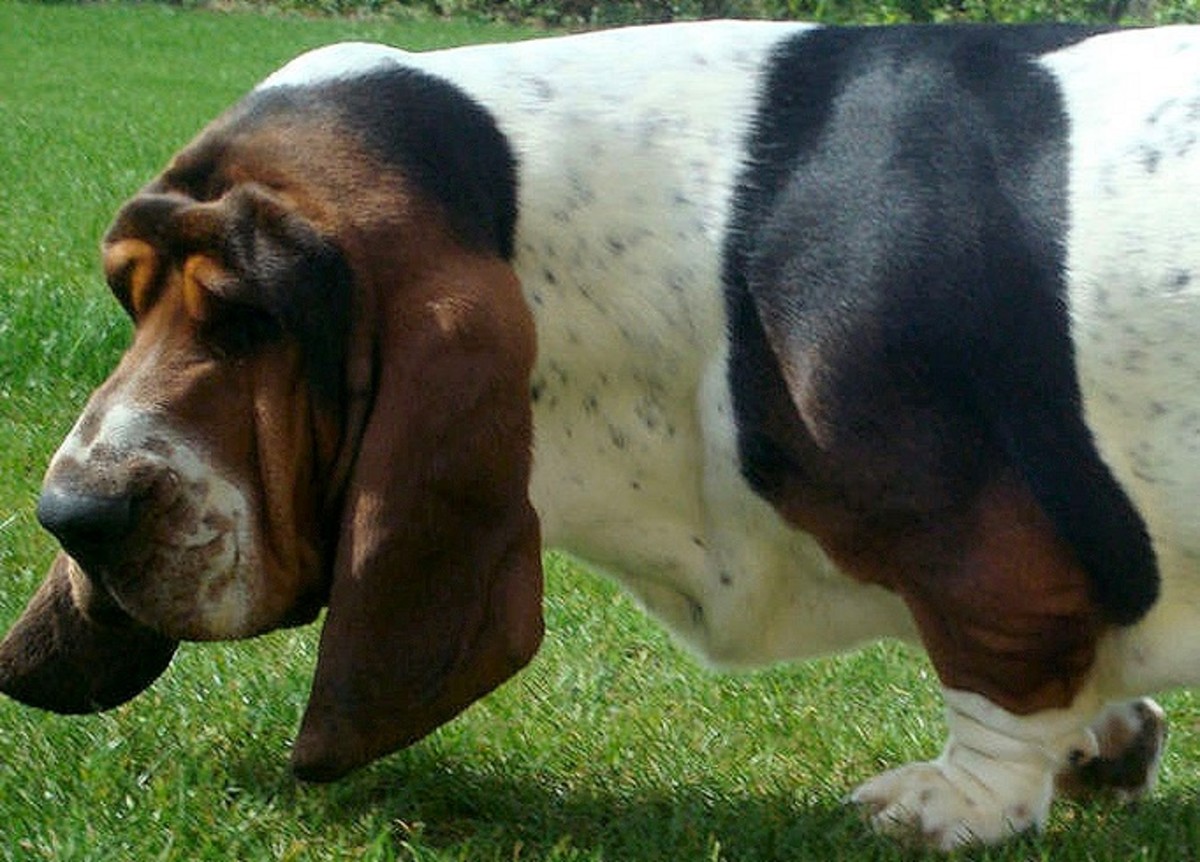 The Basset Hound—a dog so far removed from the canine form it is hard to recognize as its own species.