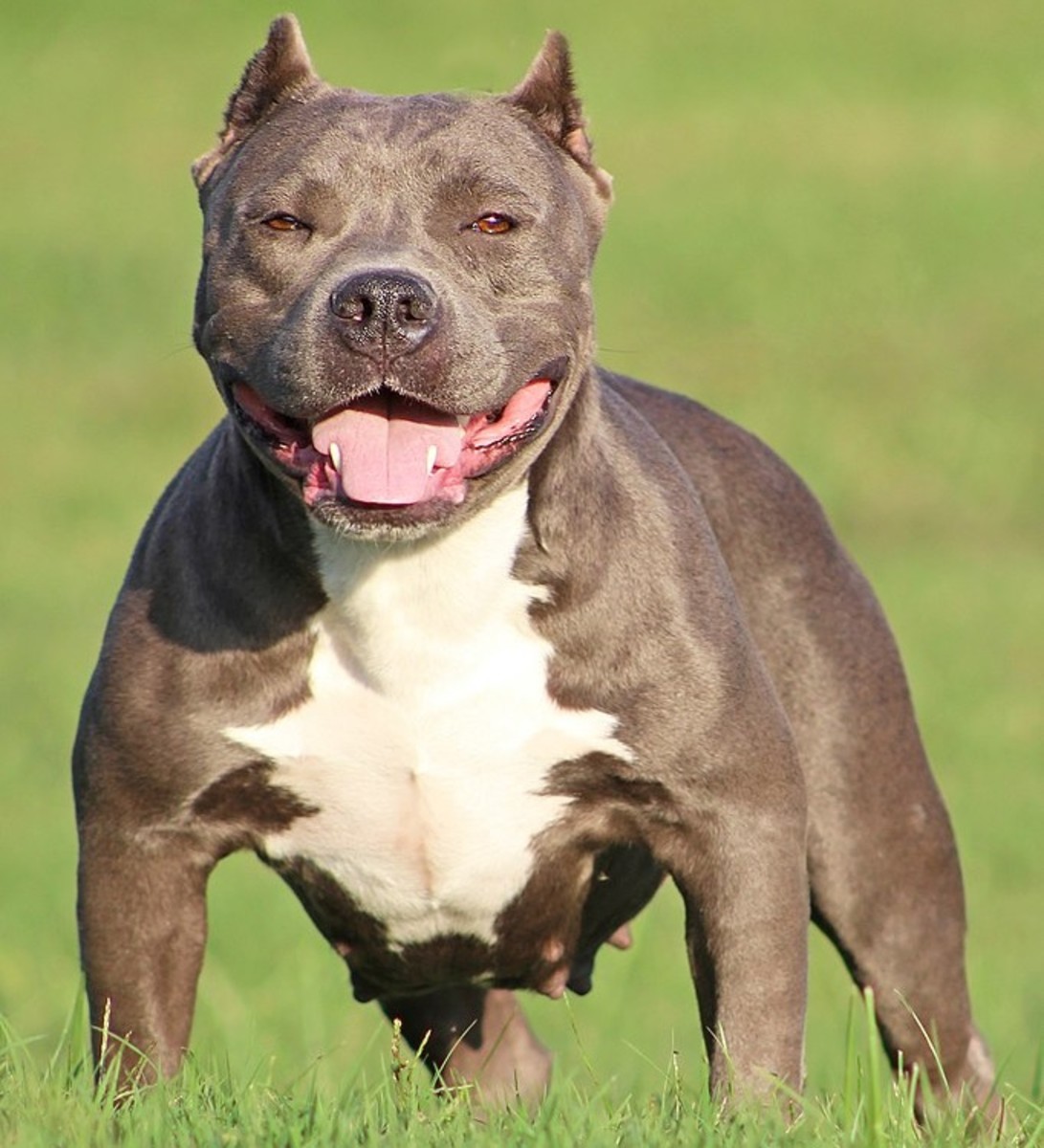 The American Bully are prone to abnormal angulation.