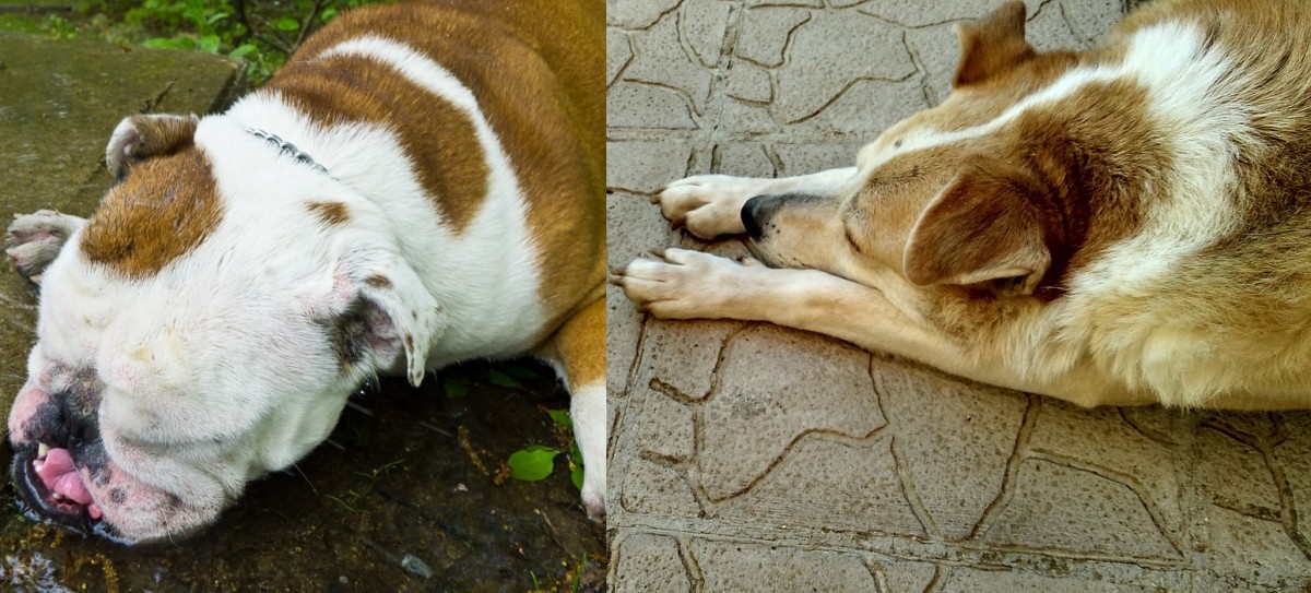 A brachycephalic breed with abnormal conformation compared to a dog with a normal skull shape.