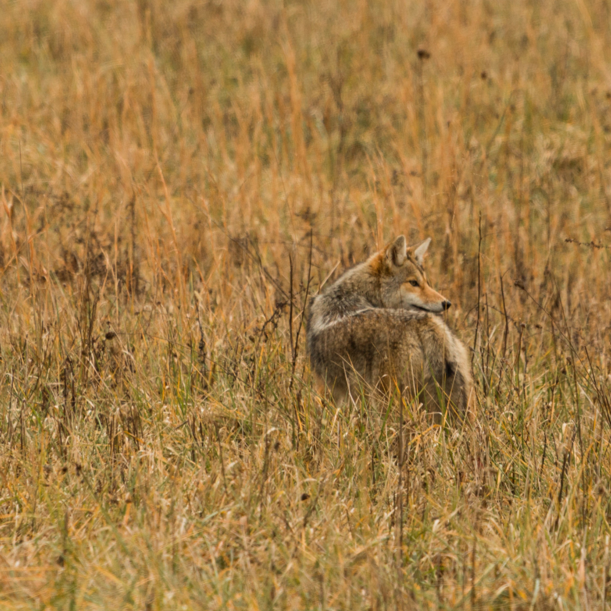 what to do if you see a coyote while walking your dog