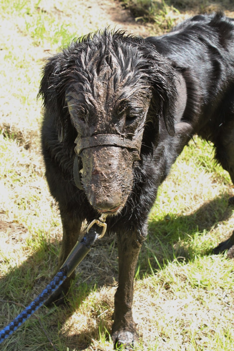 Dogs that love mud are more likely to come into contact with the bacteria.