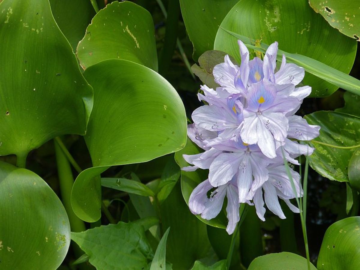 Water hyacinth, also known as Eichhornia crassipes.