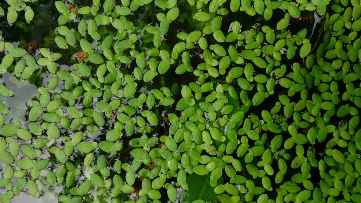 Duckweed, also known as Lemna minor