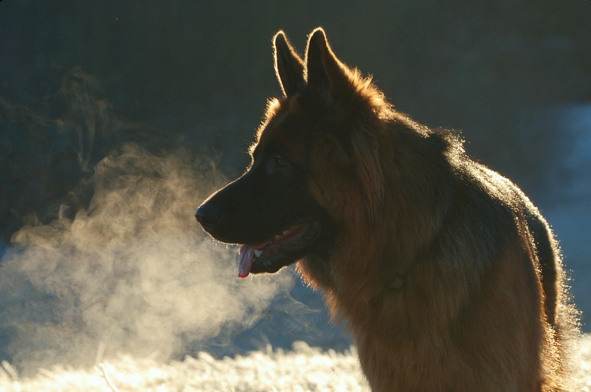 Would You Be a Good German Shepherd Owner? PetHelpful