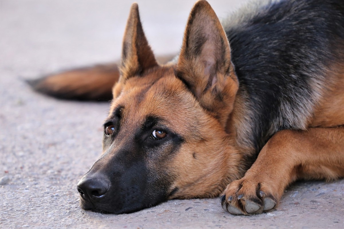 how-long-can-a-german-shepherd-puppy-hold-its-bladder