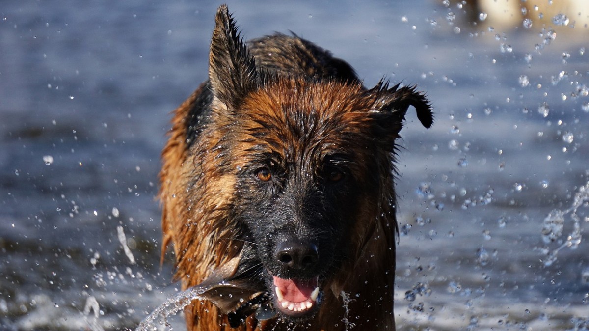What should you do after you adopt a German Shepard?