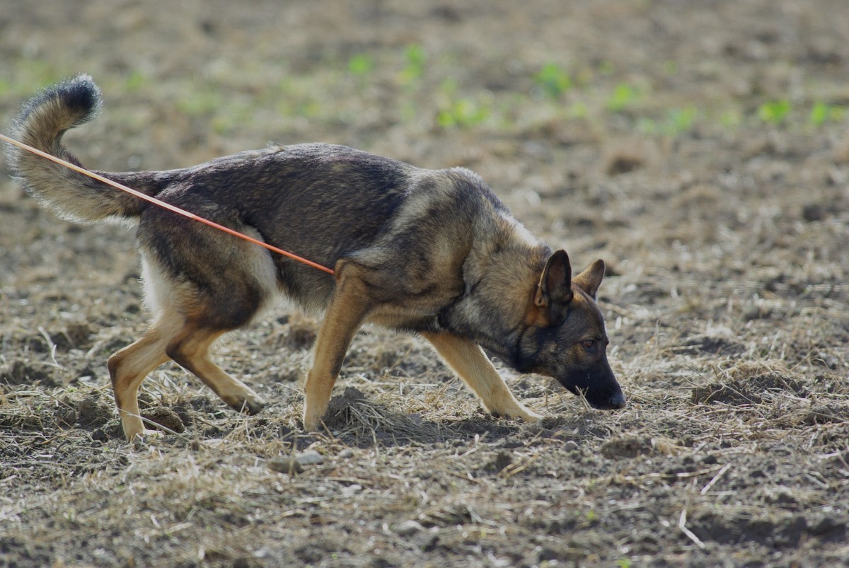 Schutzhund training is conducted at clubs throughout the country. 