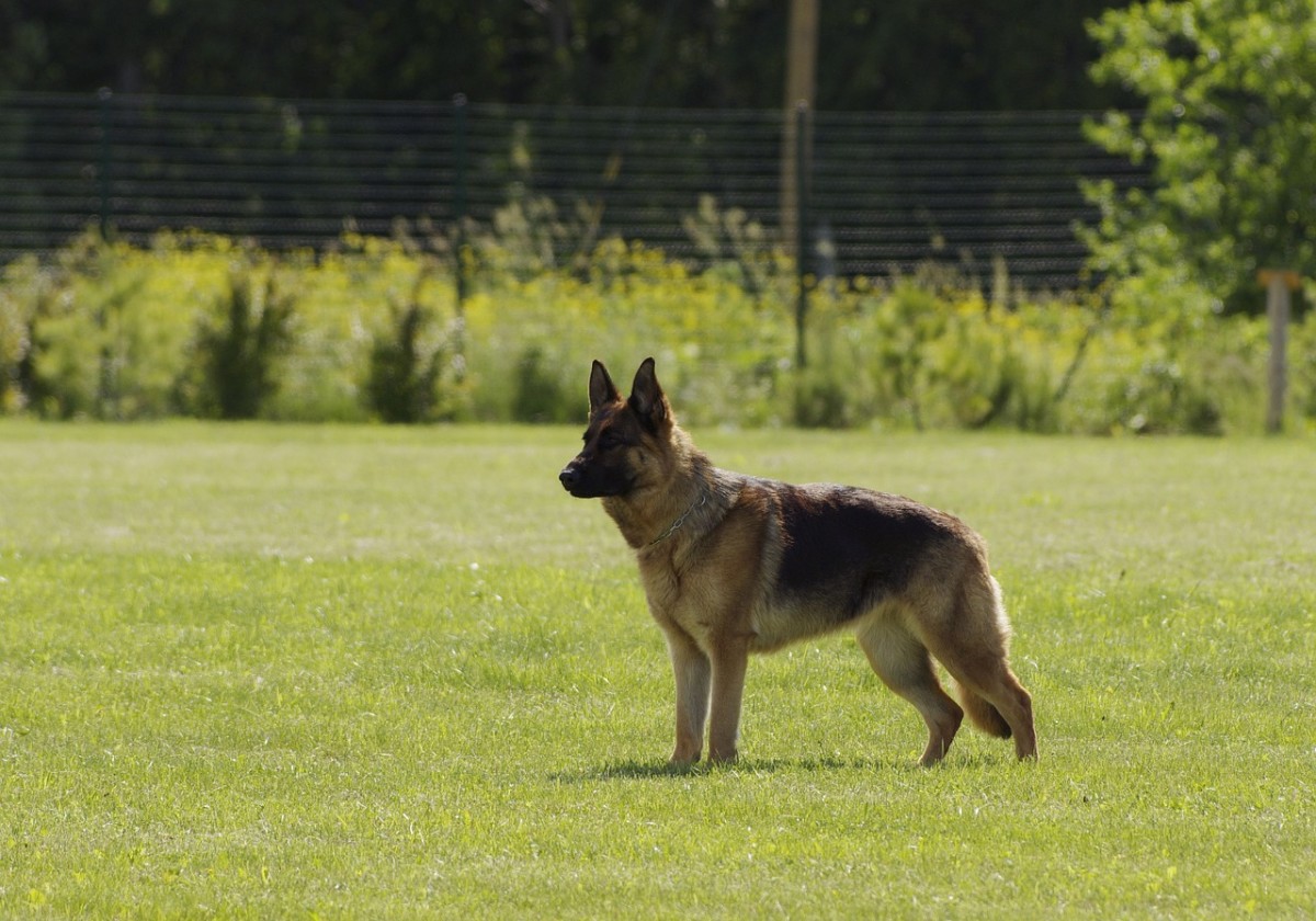 Schutzhund actually means "protection dog" in German.