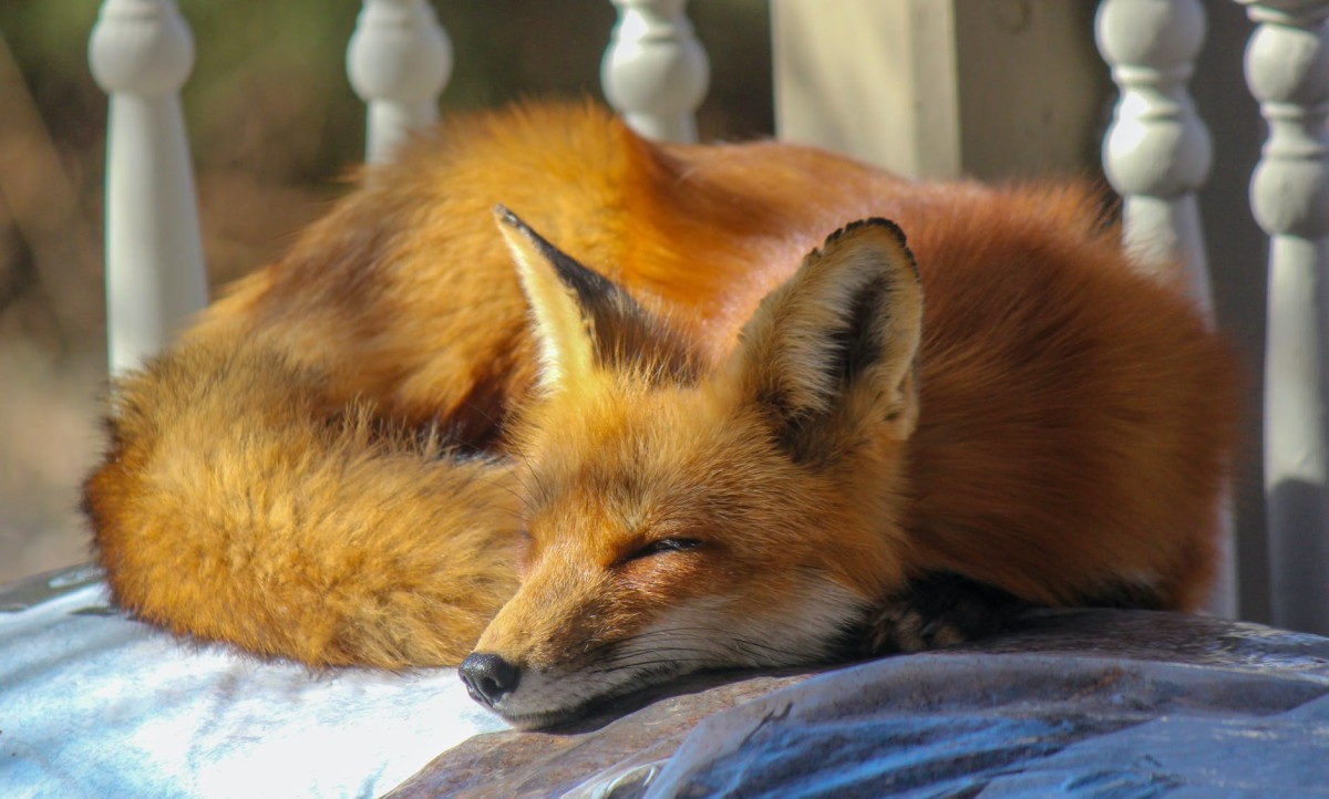 types-of-foxes-people-keep-as-pets-and-how-to-care-for-them