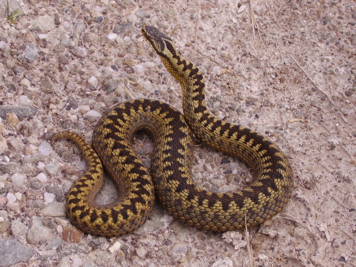 can a adder bite kill a dog