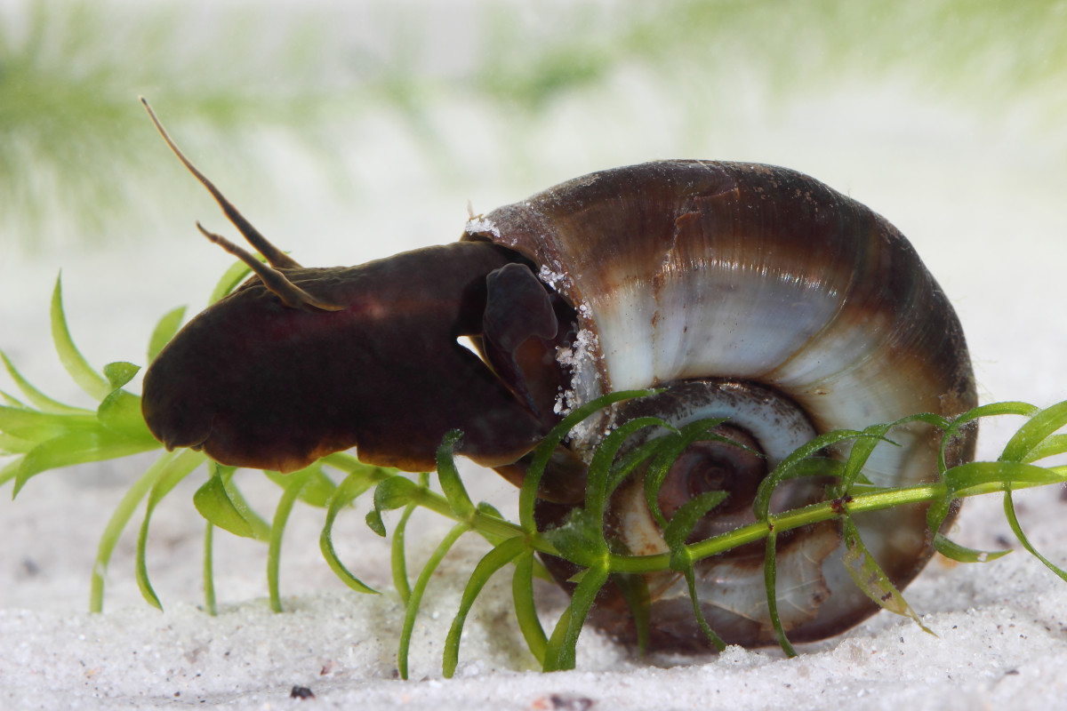 Ramshorn snails are good aquarium cleaners, but you do have to look out for overpopulation..