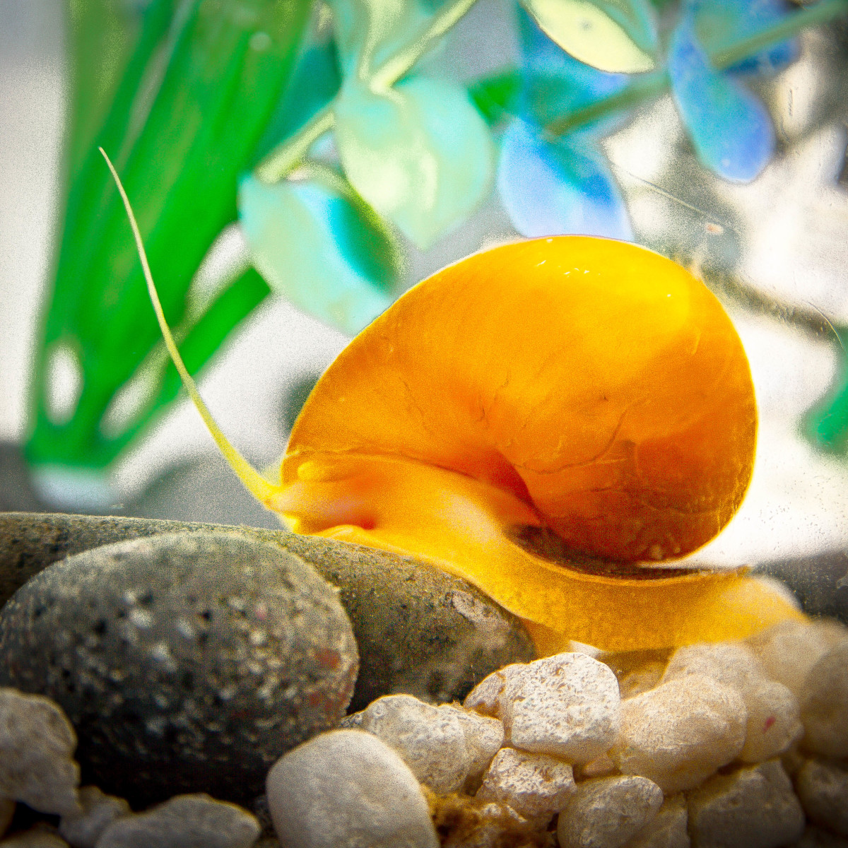 These snails are pretty and can help maintain a clean aquarium.