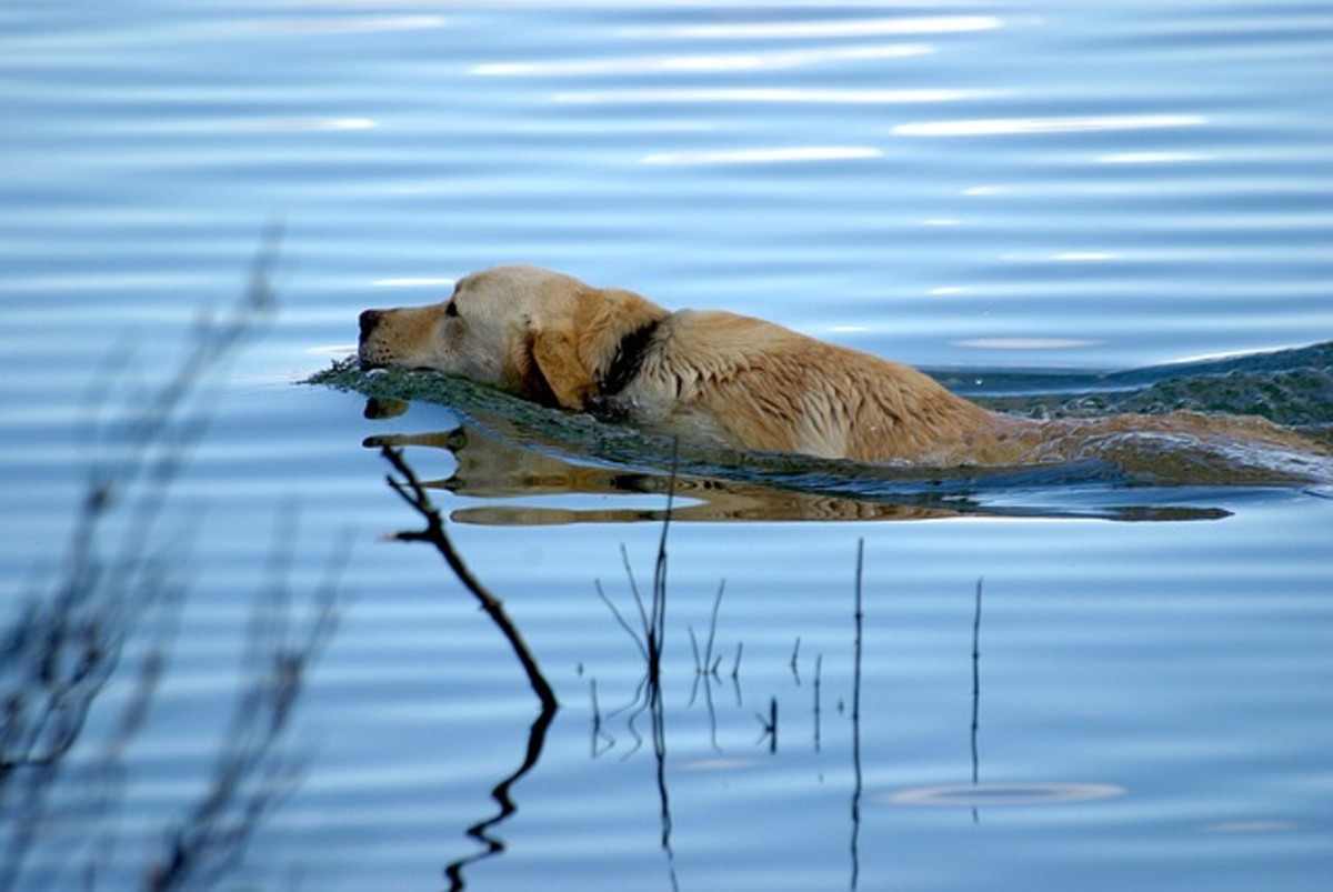 "Limber tail" is often seen in dogs after swimming in cold waters.