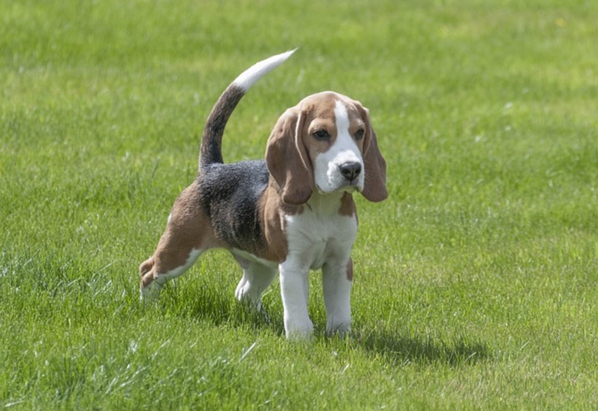 Even the white tip of a Beagle's tail has a function. 