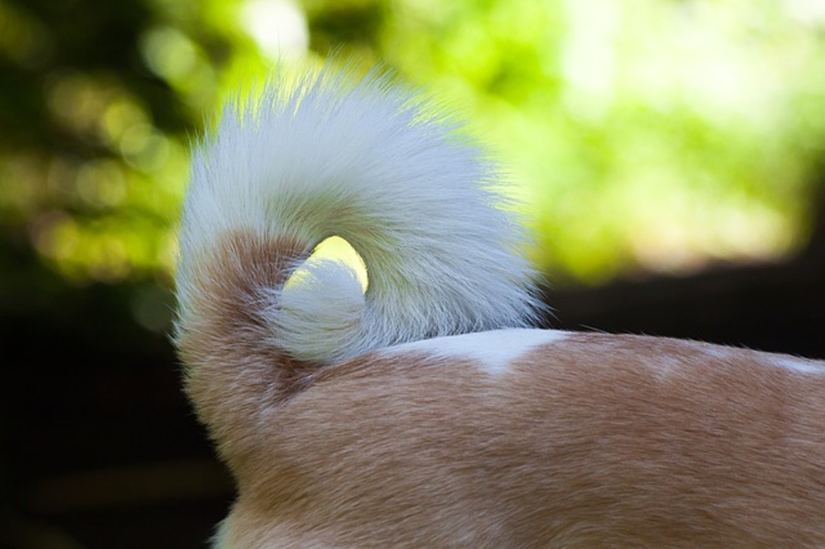 Curled tails are seen as a result of domestication in certain animals such as dogs and pigs. 
