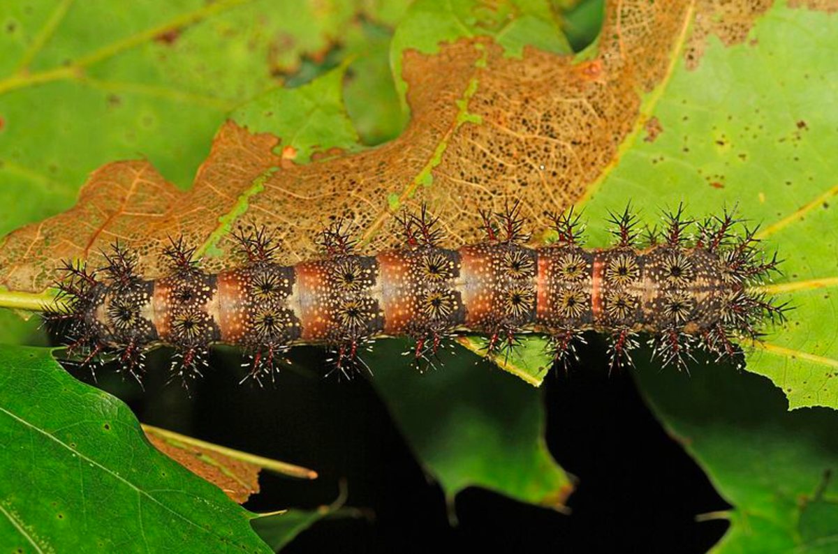 Stinging And Poisonous Caterpillars That Can Hurt Your Dog Or Cat Pethelpful