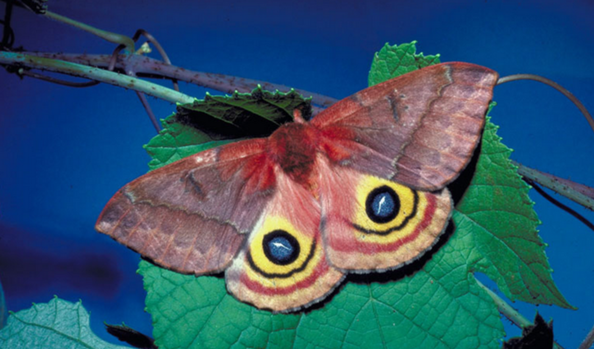 are caterpillars poisonous to dogs