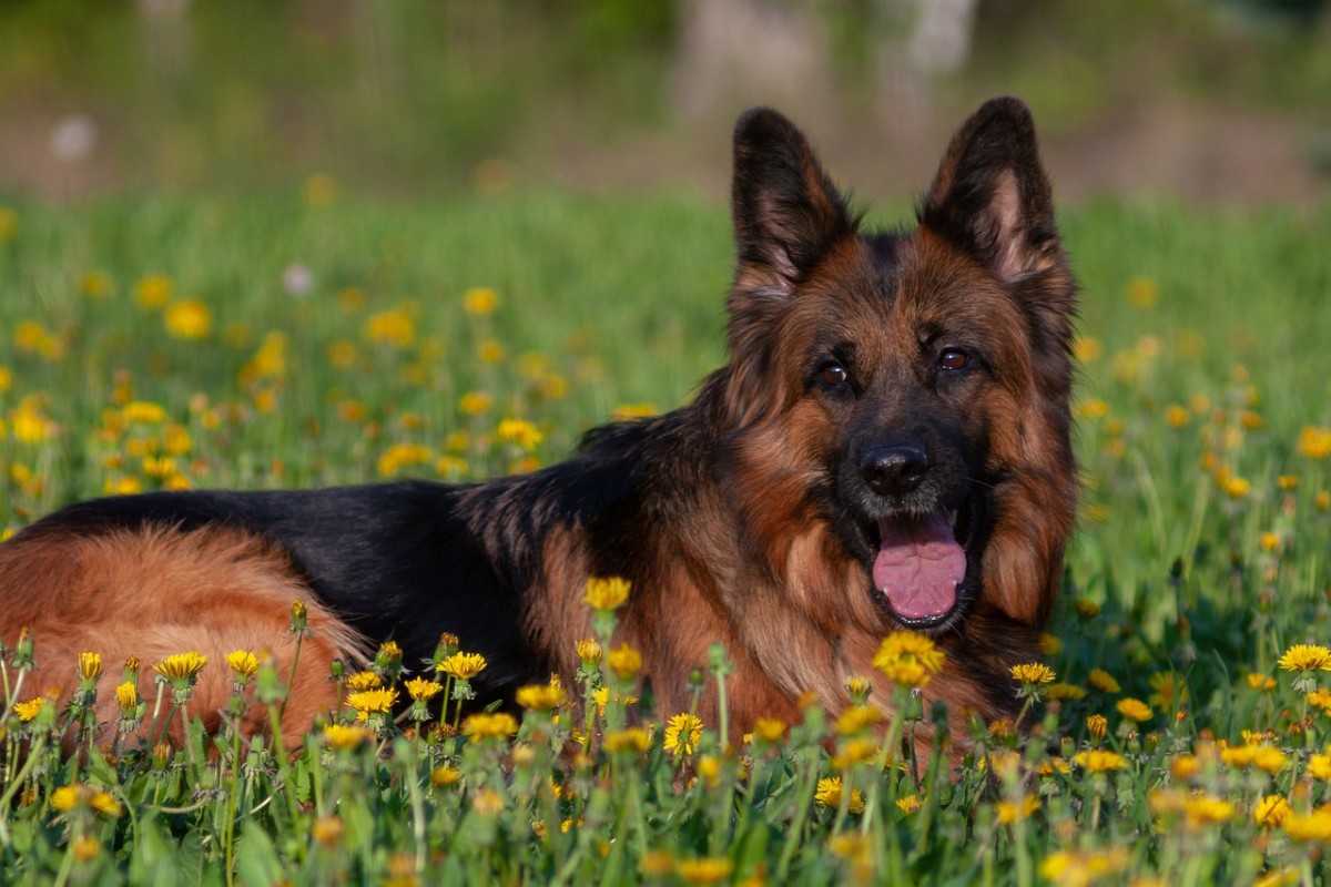 preventing and treating worms in german shepherds