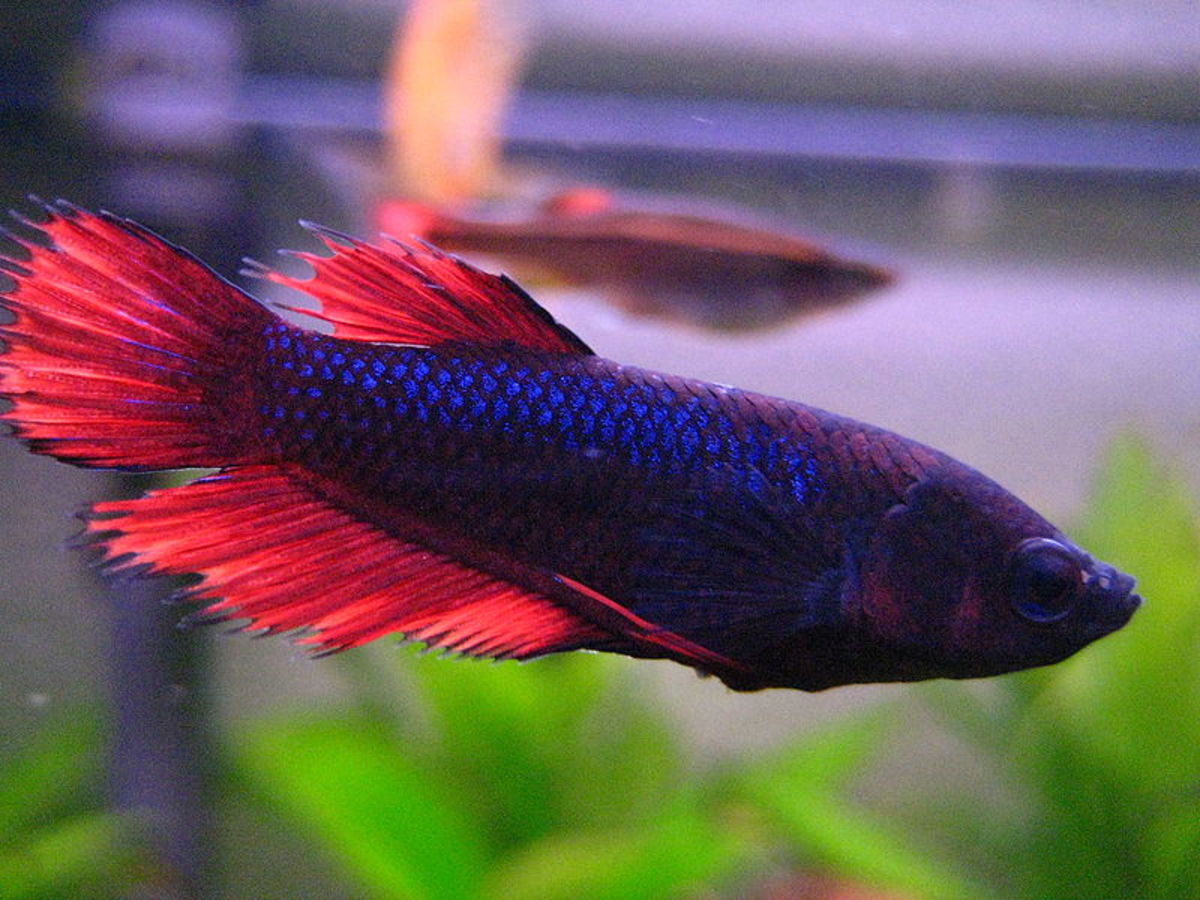 Female bettas should not be kept with males, but may do well in sorority tanks.