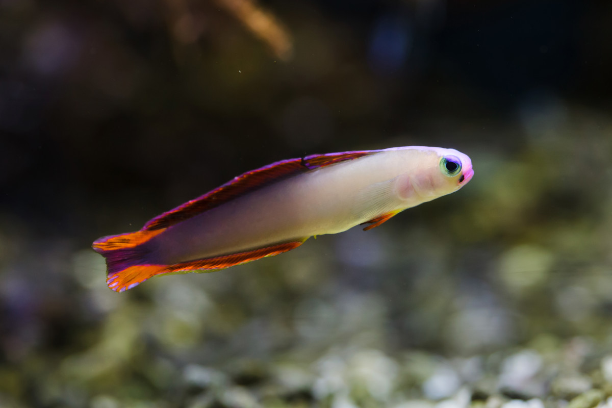 saltwater-aquarium-fish-for-beginners