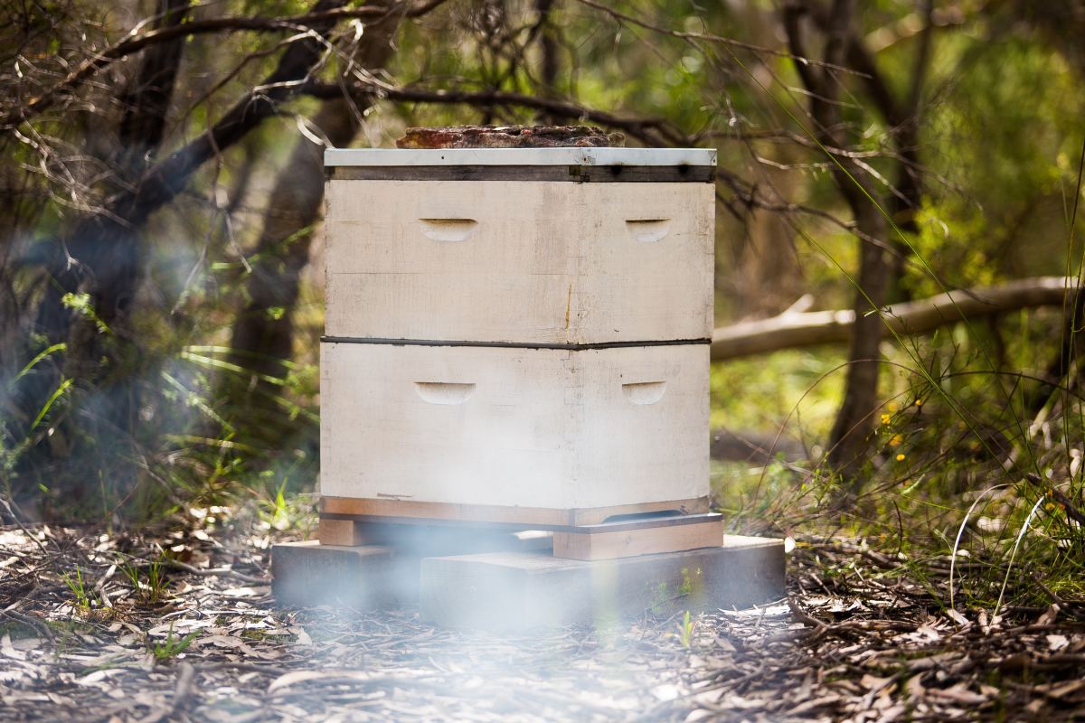 What Do Beekeepers Do in Spring? - PetHelpful