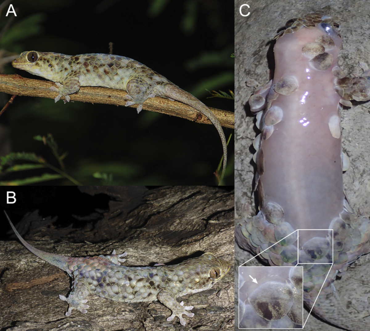 A and B are two specimens before they shed their skin. C shows a gecko afterward.