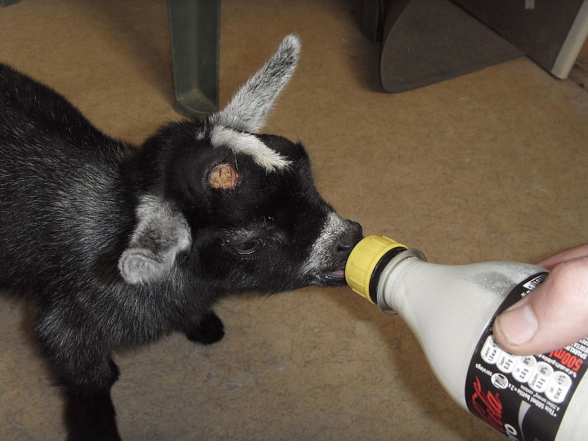 Pygmy is the most favourite of goat pet owners. This would the best pet to keep if you have children around.