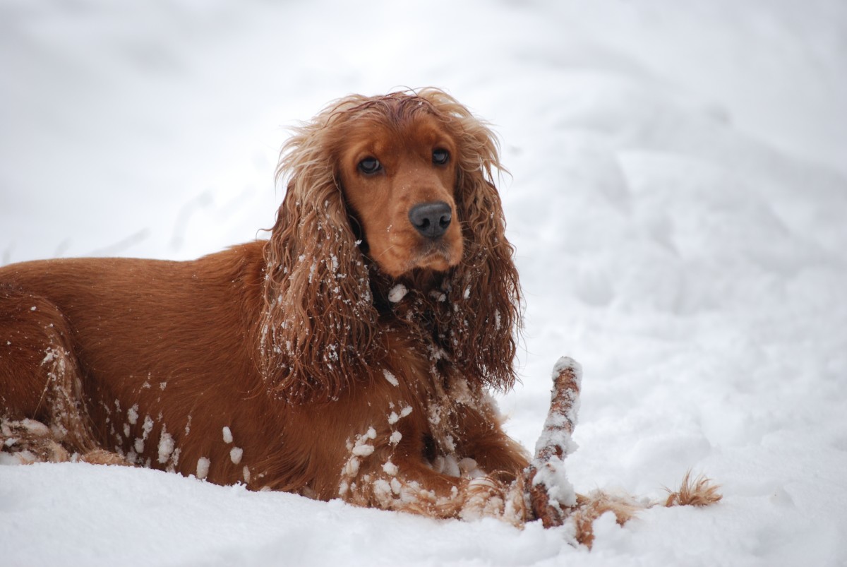 The English Cocker Spaniel is not recognised by the KC or AKC as coming in a merle pattern