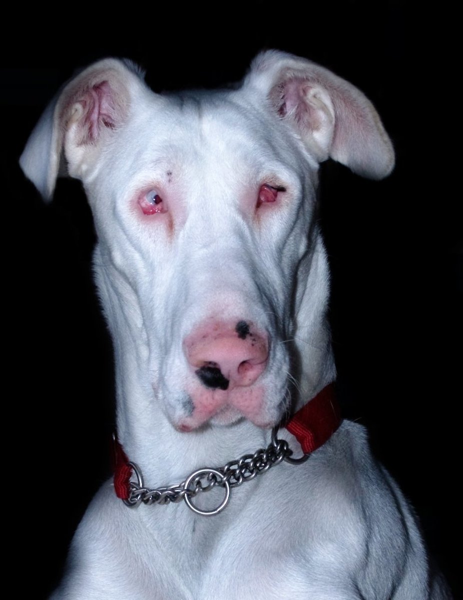 A double merle Great Dane with obvious malformed eyes