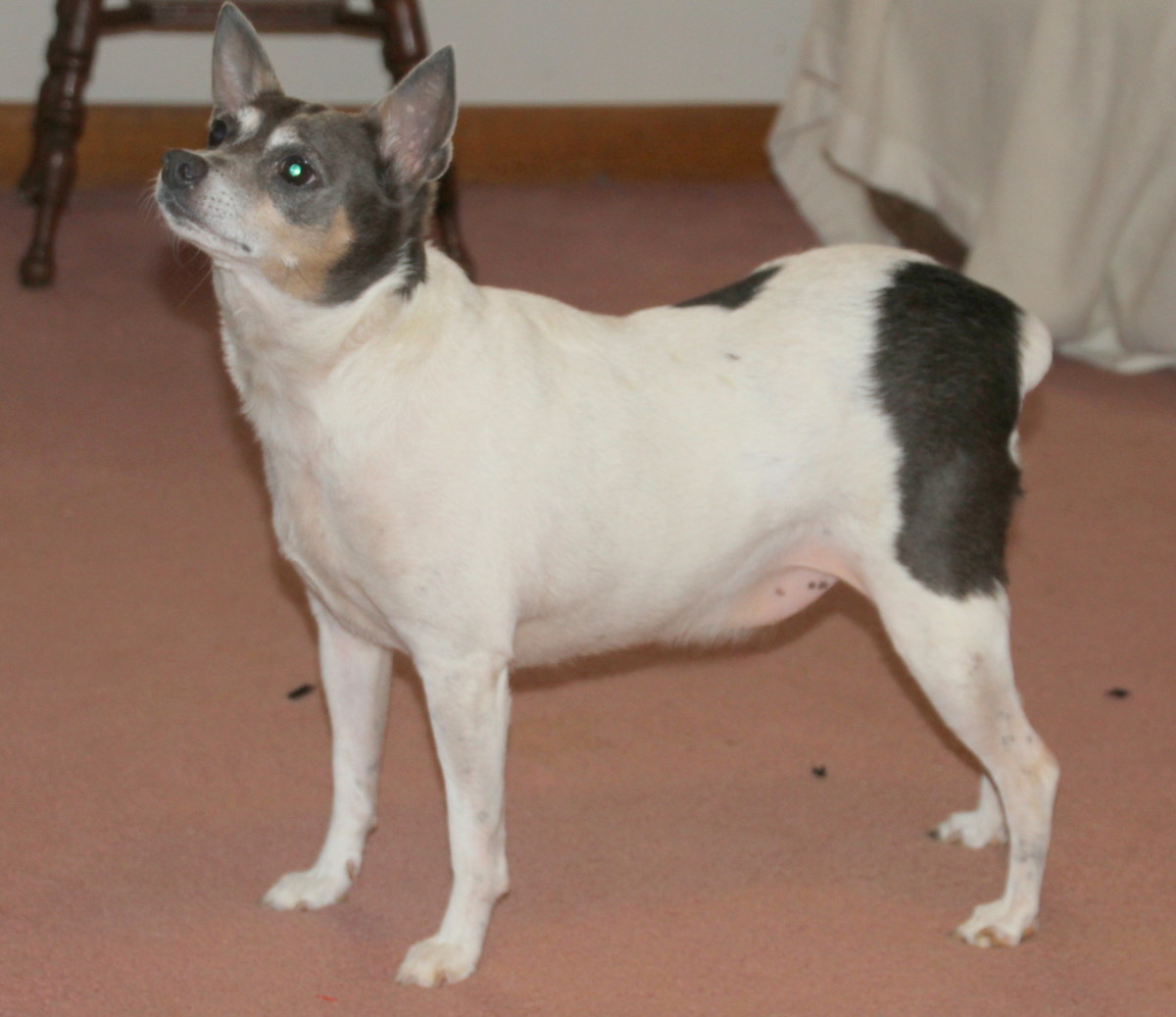 This is Rerun, our happy Rat Terrier.