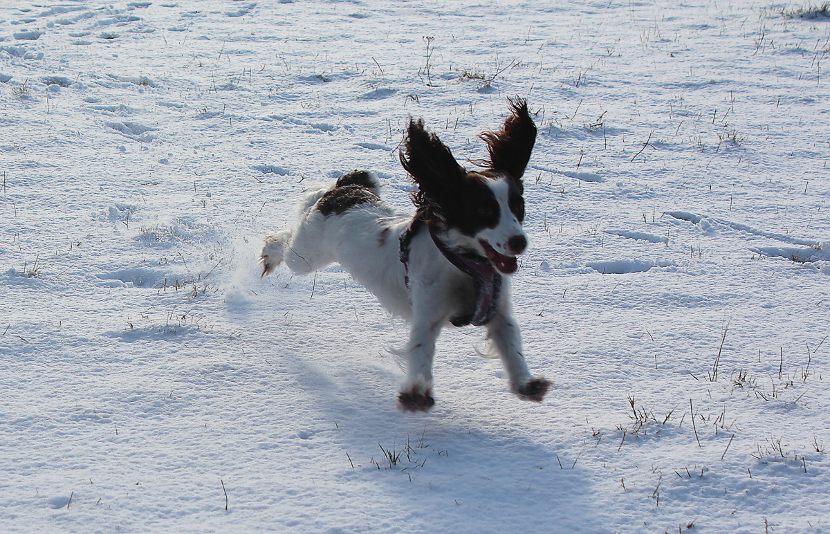 Do Dogs Get Depressed in Winter? How Seasonal Affective Disorder (SAD