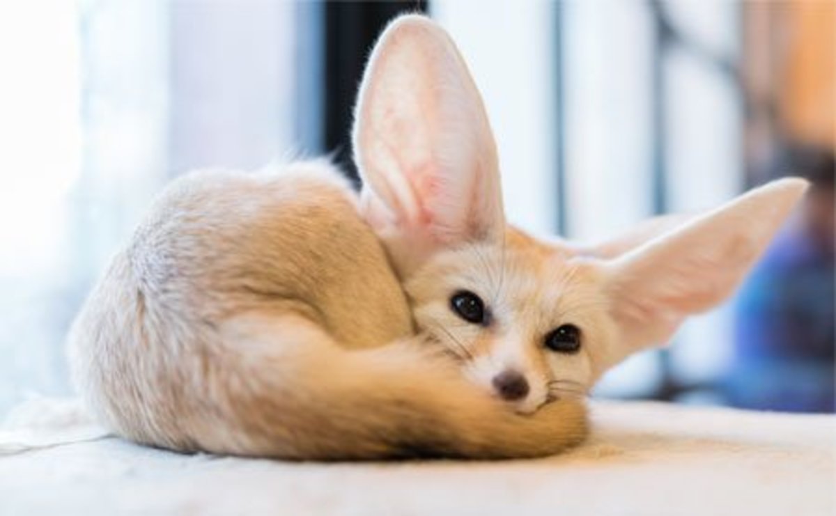 Fennec Foxes As Pets: Are They Right For You? - Pethelpful