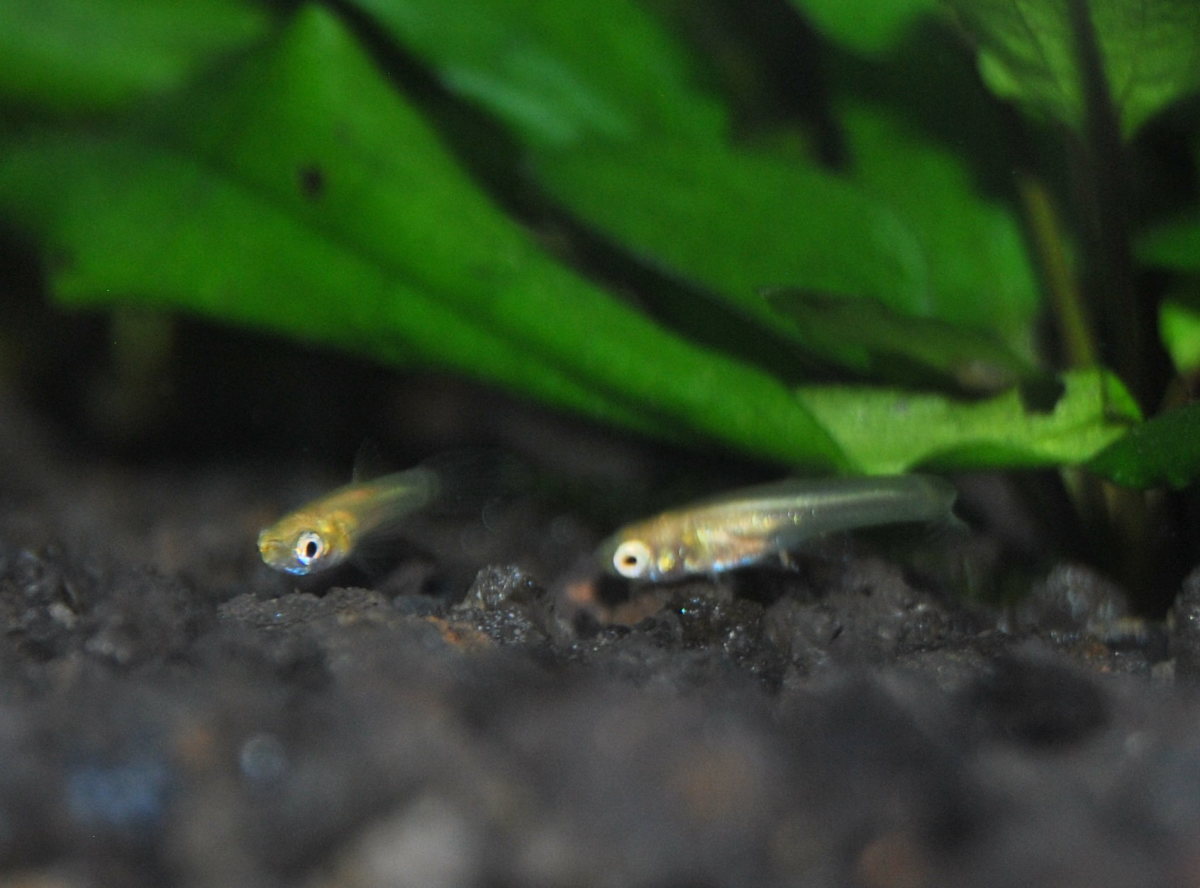 These baby guppies (guppy fry) are about 1/4" long and are able to search for and consume food on their own.