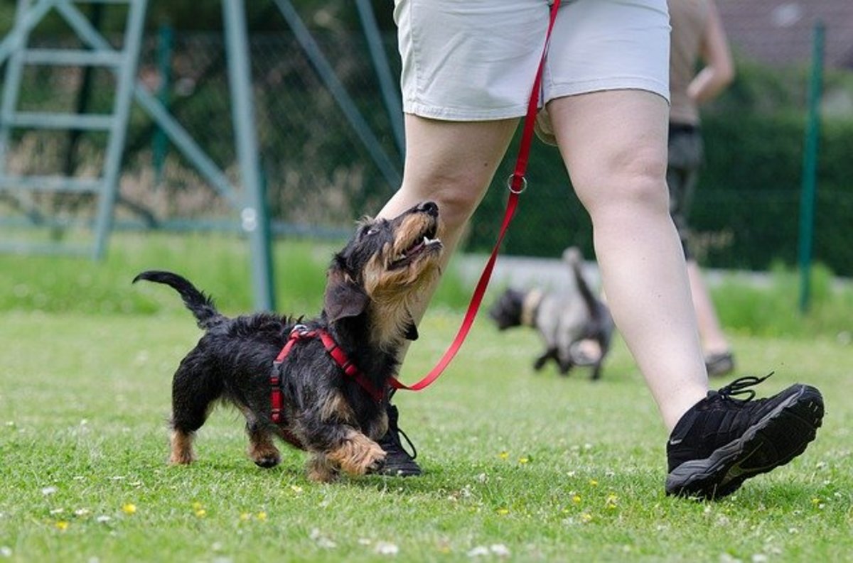 Reward-based dog training aims to reinforce desired behaviors.