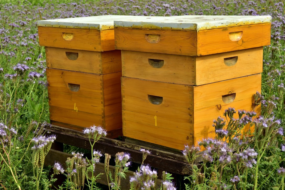 5 Wonderful Benefits of Beekeeping PetHelpful
