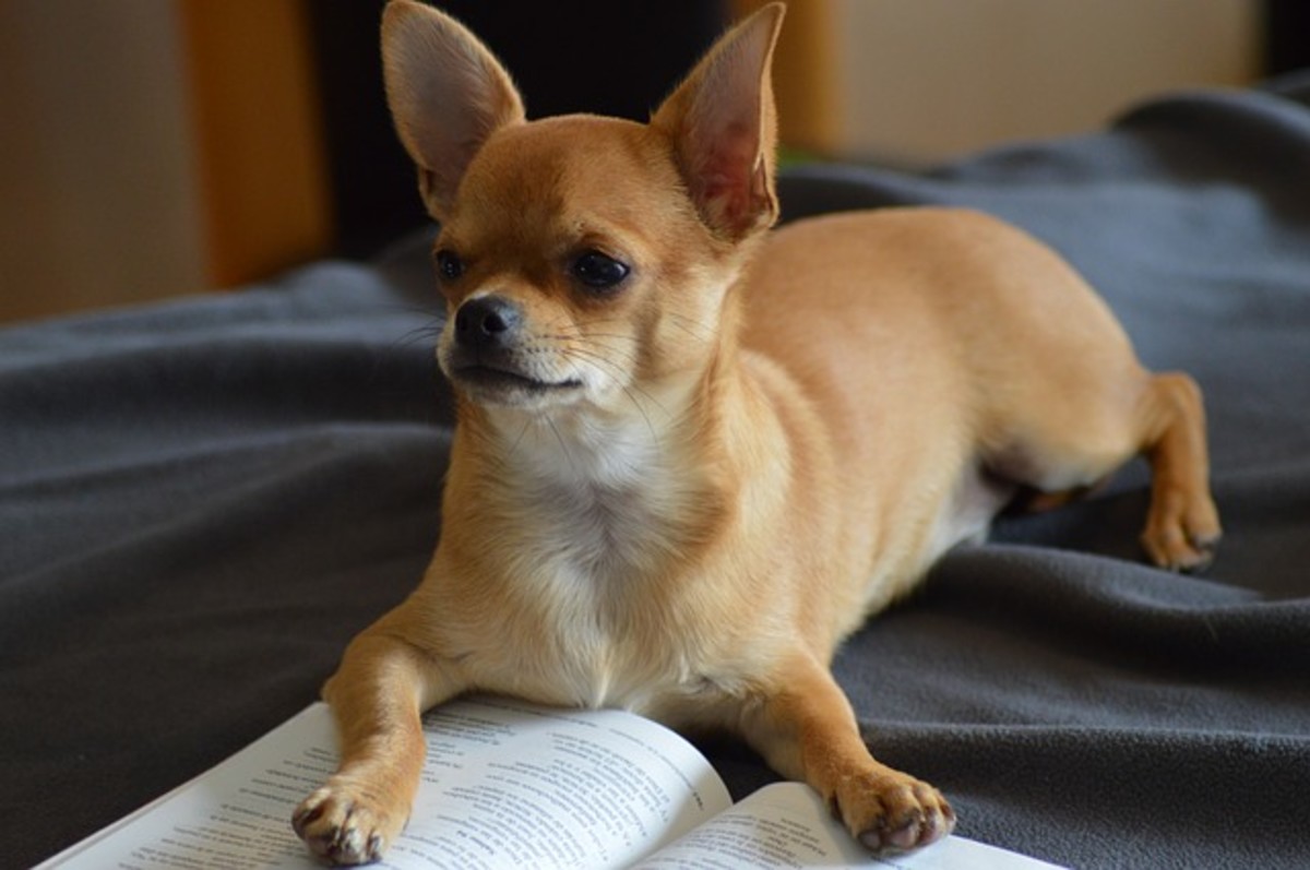 Dog on book