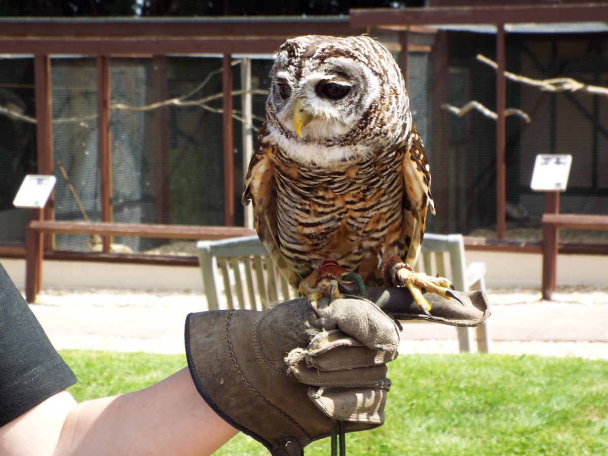 8 Reasons Owls Make Great Pets