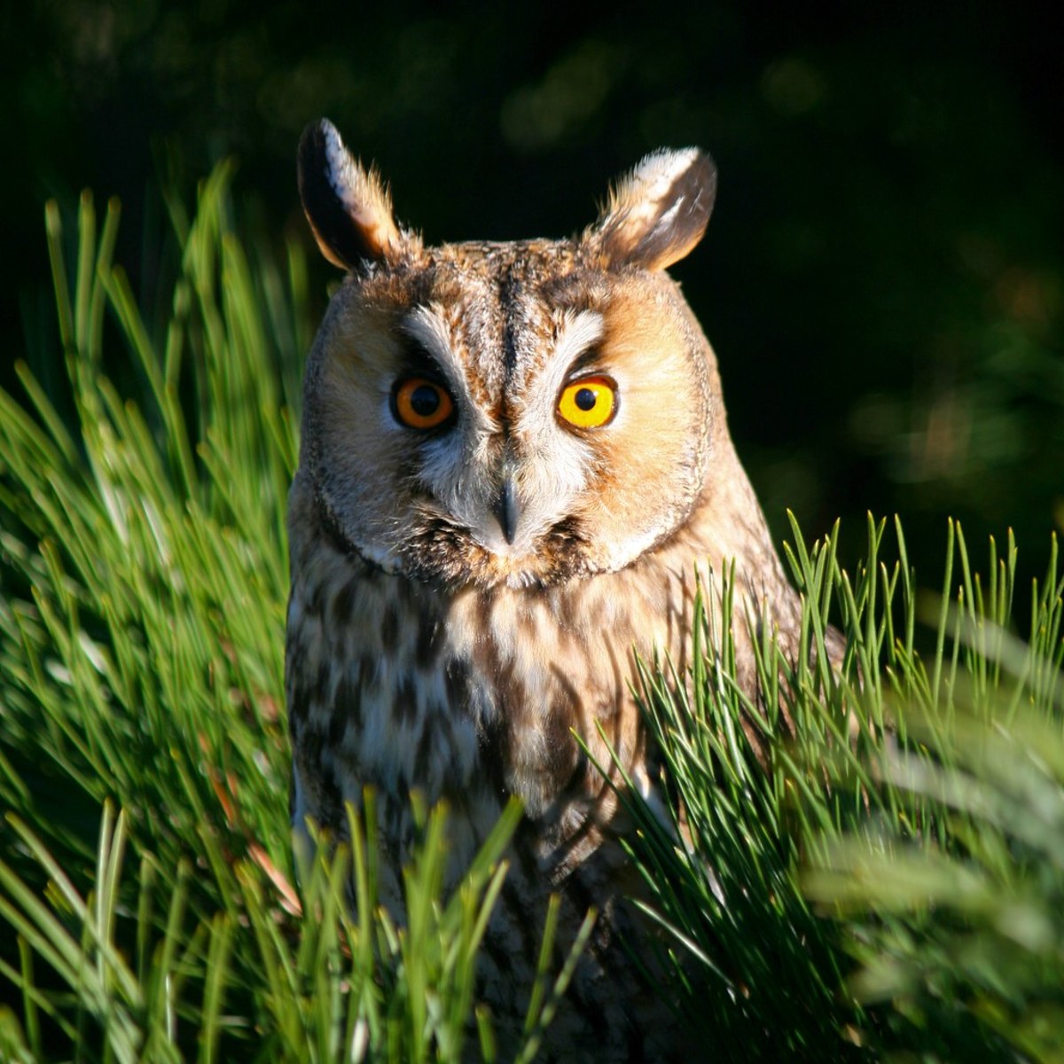 Screech best sale owl pet