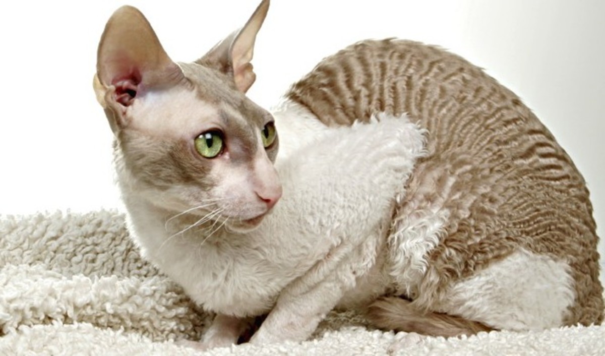 Top 10 Weirdest Cat Breeds PetHelpful