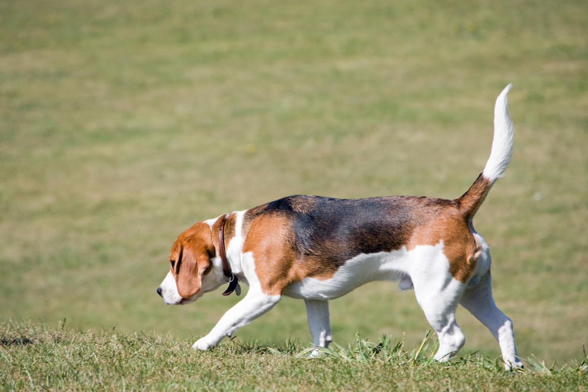 A muscular, correct weight beagle. 