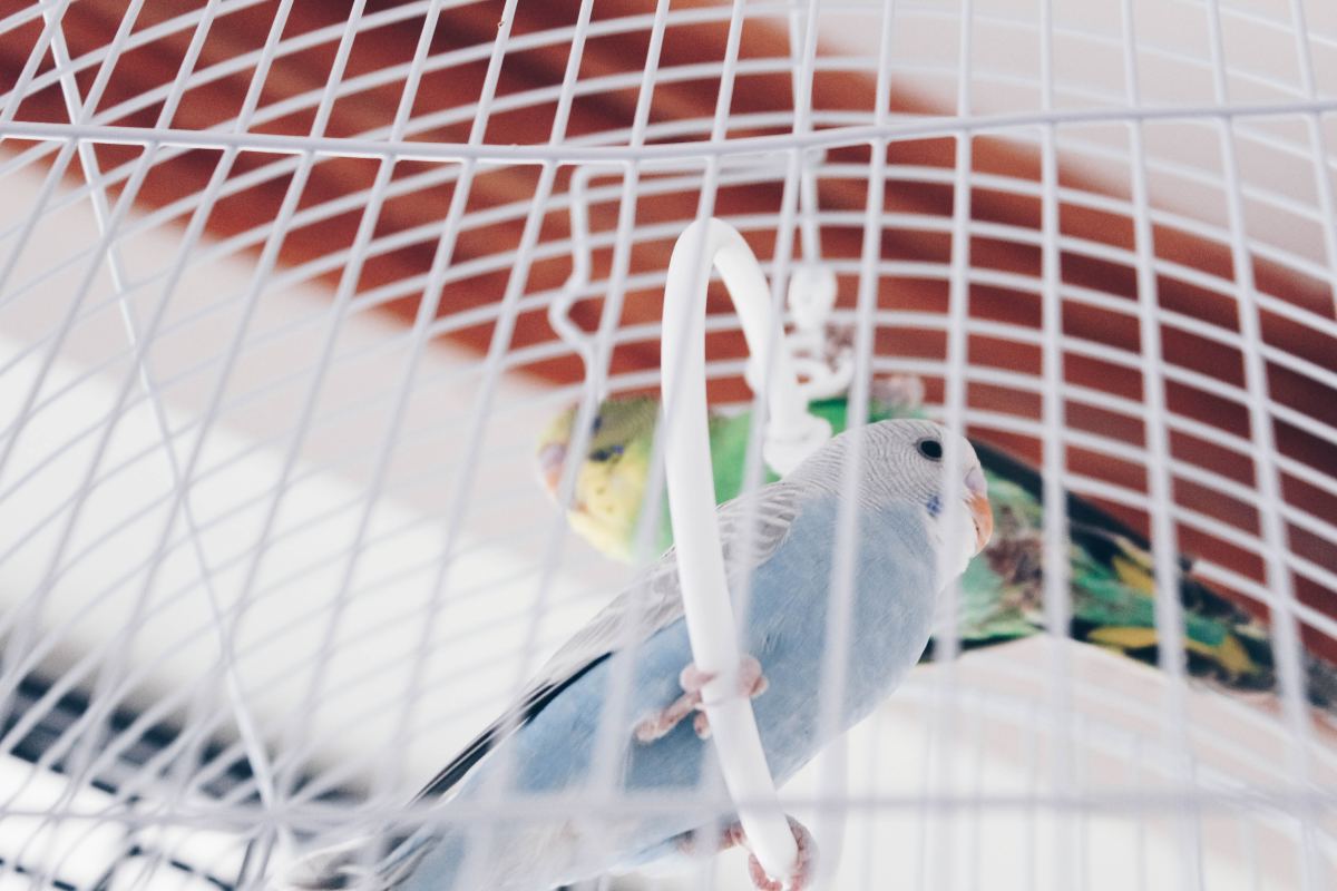 7 Things You Should Know Before Buying a Pet Bird PetHelpful