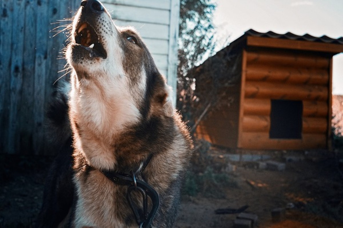 Howling  is a vocalization that carries over long
distances.