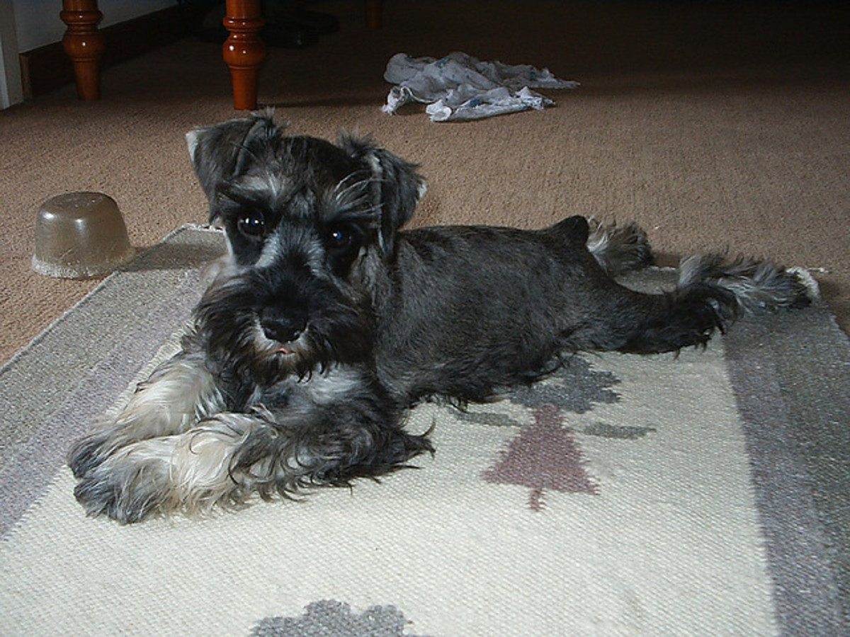 Miniature store schnauzer apartment