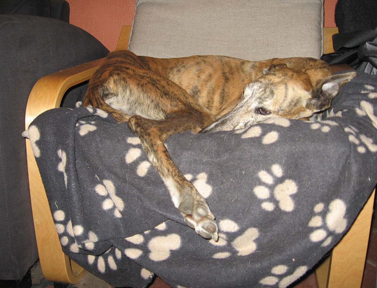 18 Best Hypoallergenic Dog Breeds for Your Apartment (Small, Medium