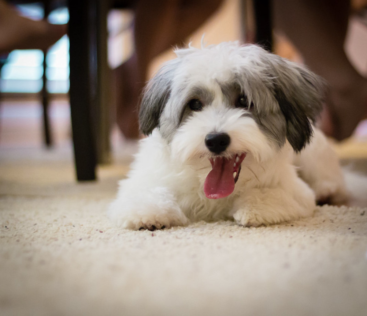 Havanese do not shed but are very social and do not do well alone.