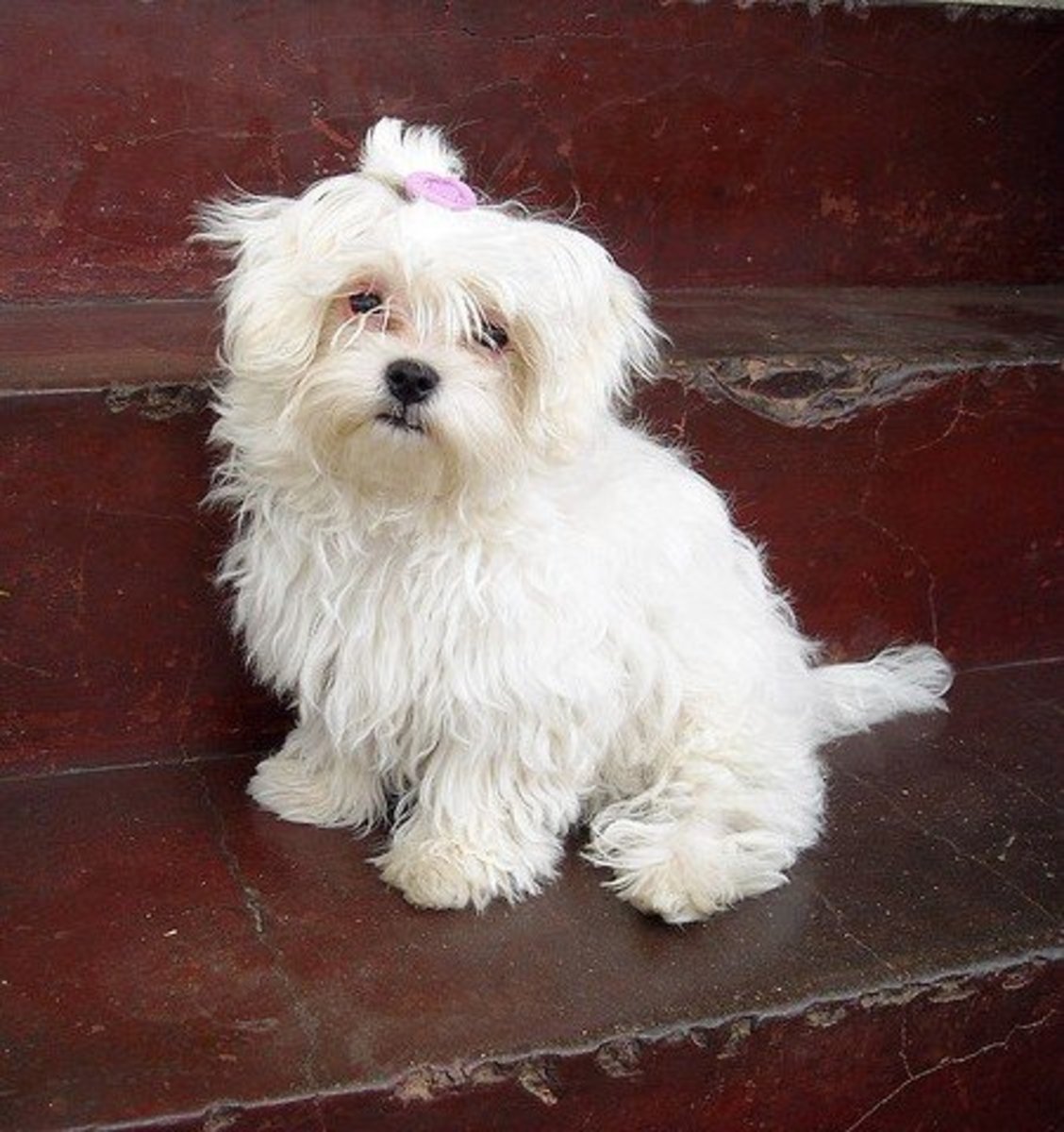 Maltese are tiny and clean but do bark.