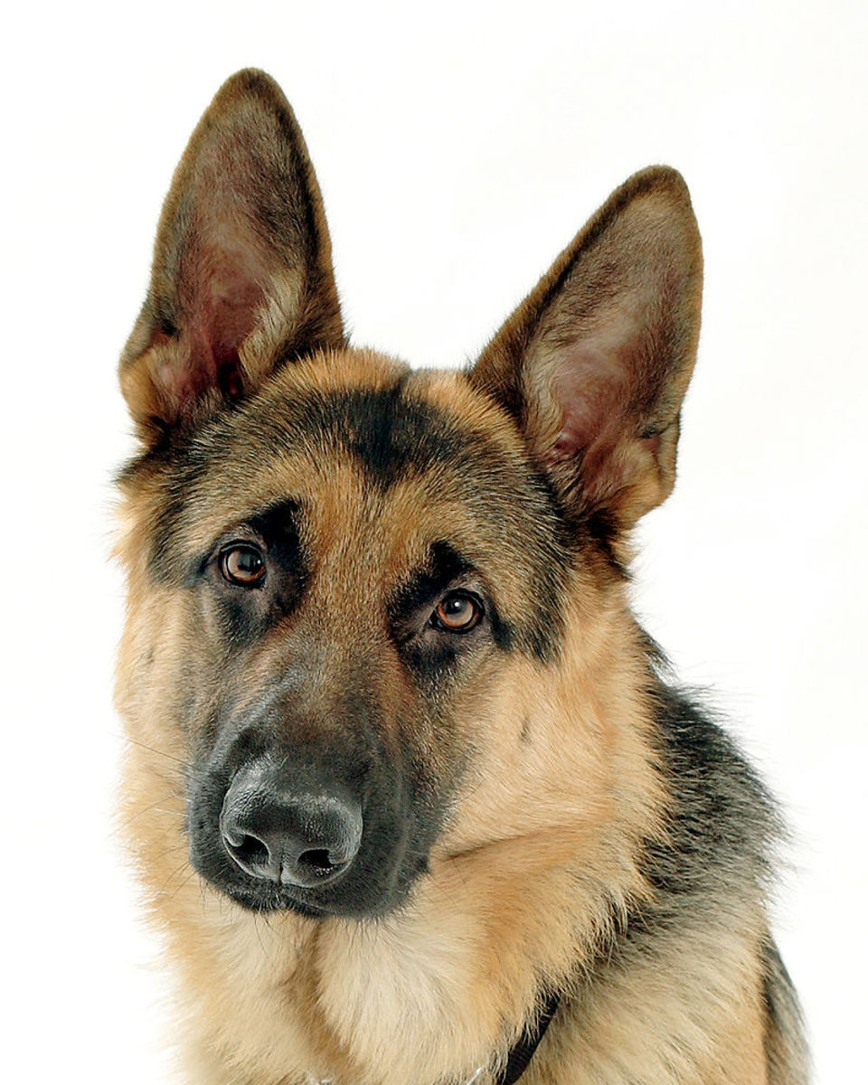 The German Shepherd A Guide for Owners PetHelpful